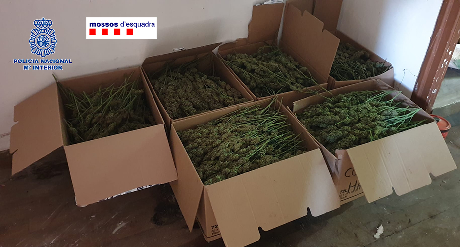Cajas conteniendo cogollos de marihuana preparados para su distribución